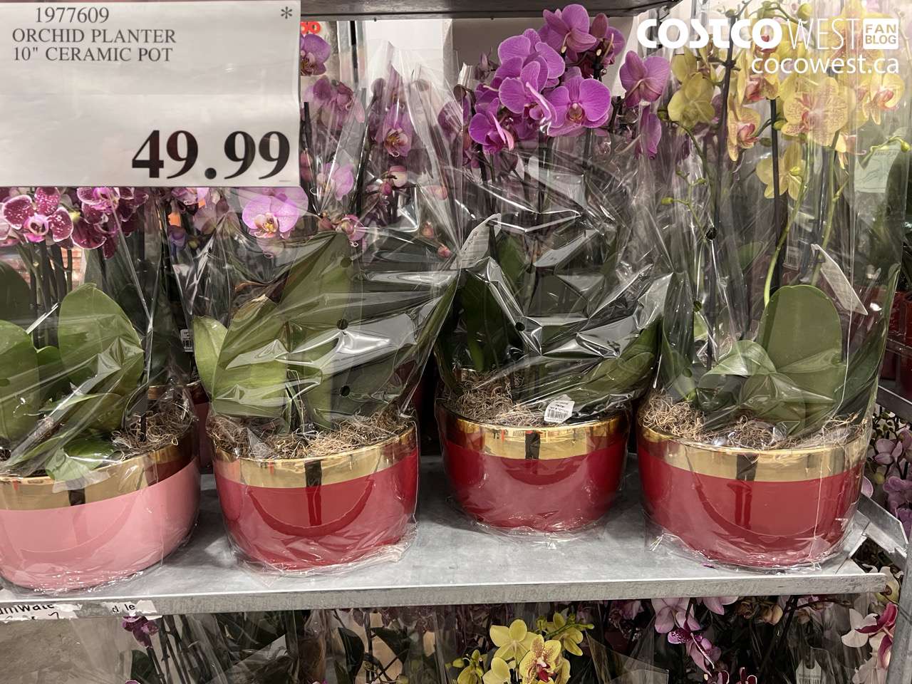 1977609 ORCHID PLANTER 10