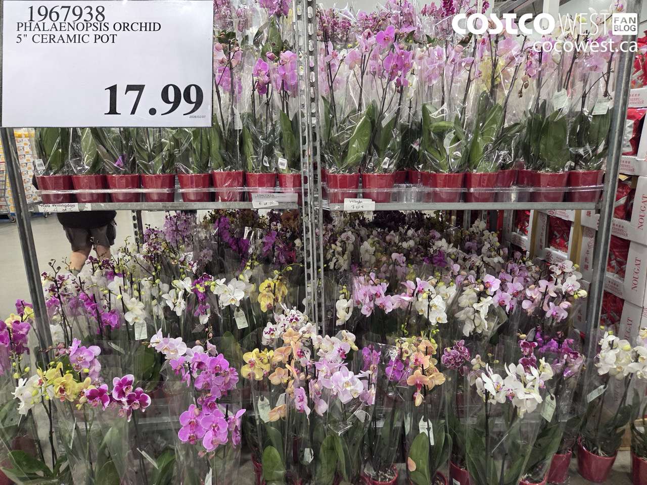 1967938 PHALAENOPSIS ORCHID 5