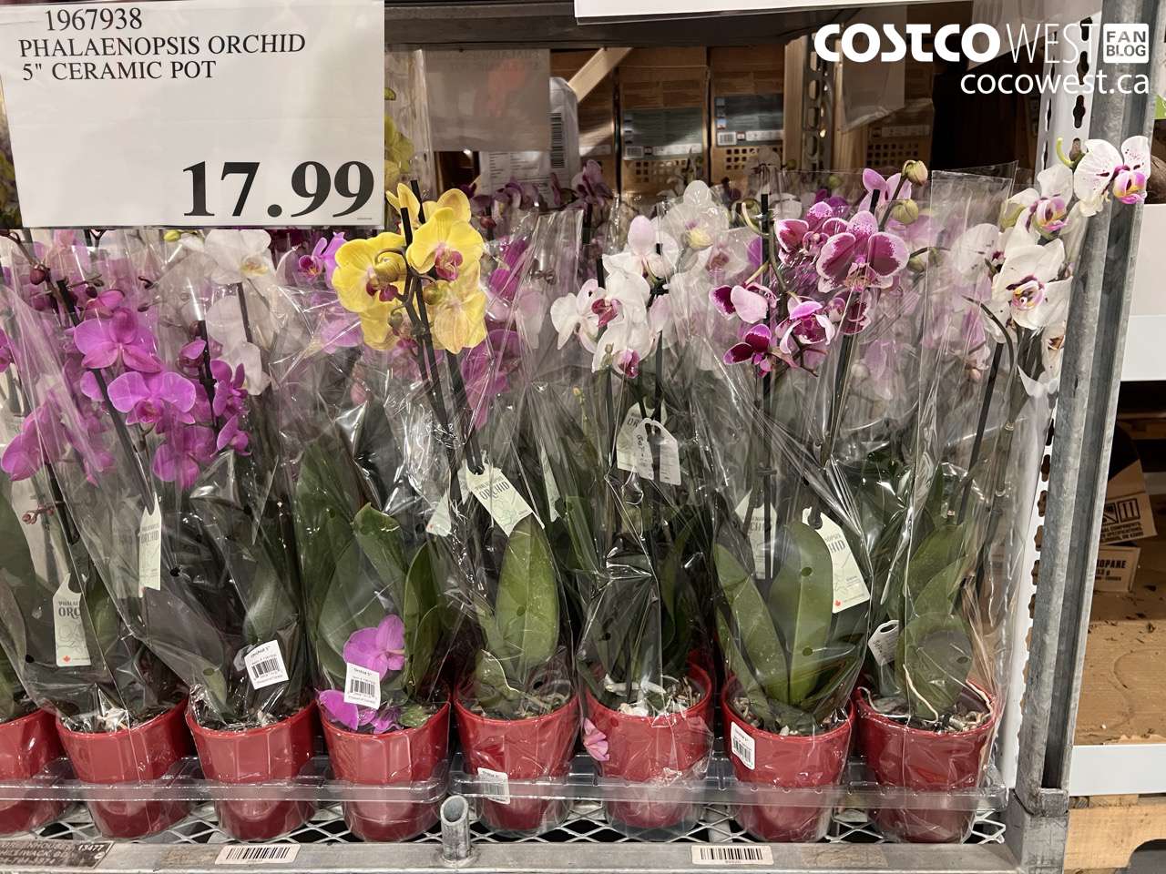 1967938 PHALANOPSIS ORCHID 5