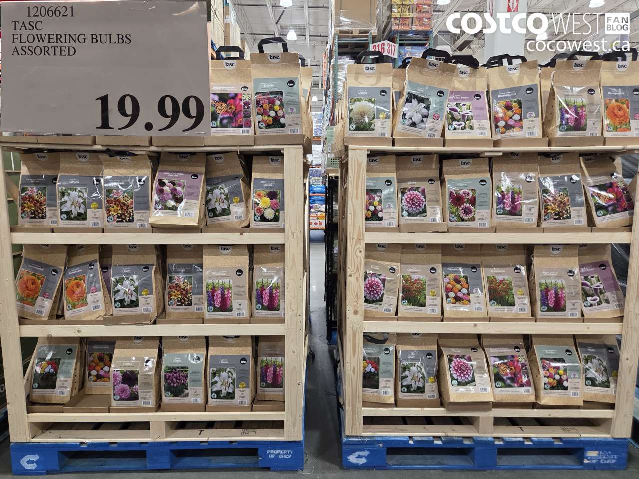 1206621 TASC FLOWERING BULBS ASSORTED $19.99