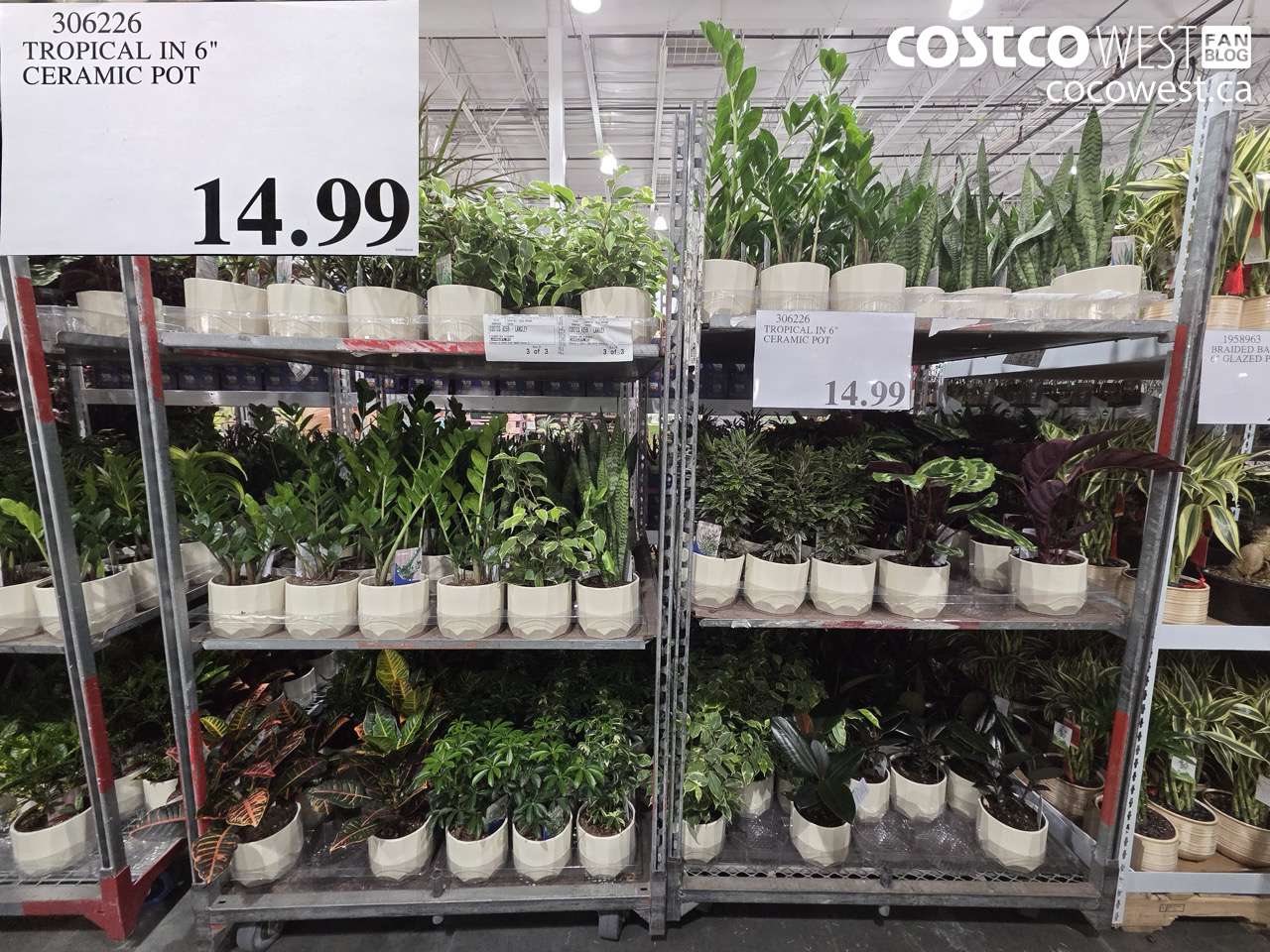 306226 TROPICAL IN 6