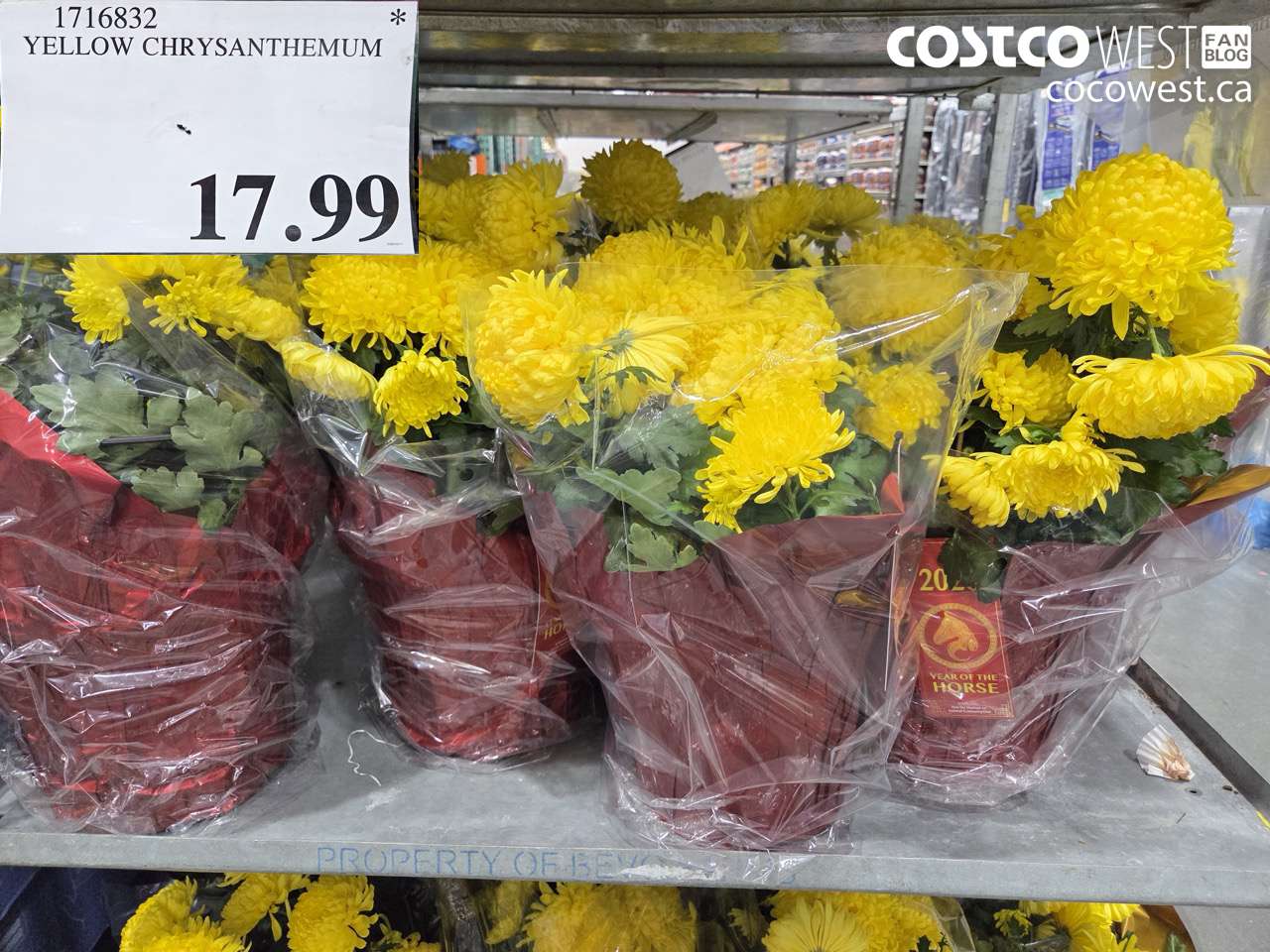 1716832 YELLOW CHRYSANTHEMUM $17.99