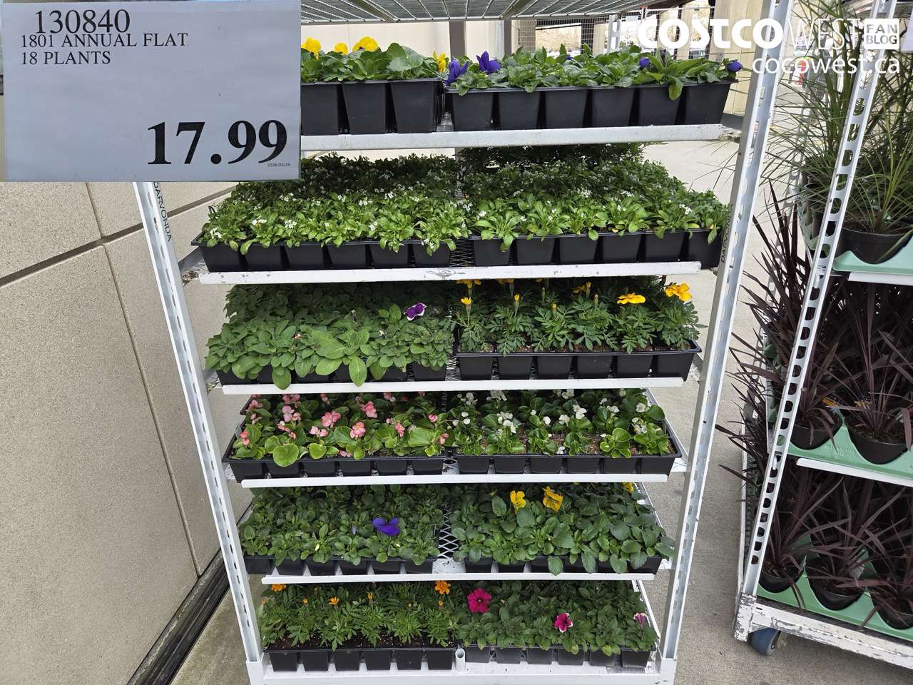 130840 1801 ANNUAL FLAT, 18 PLANTS $17.99