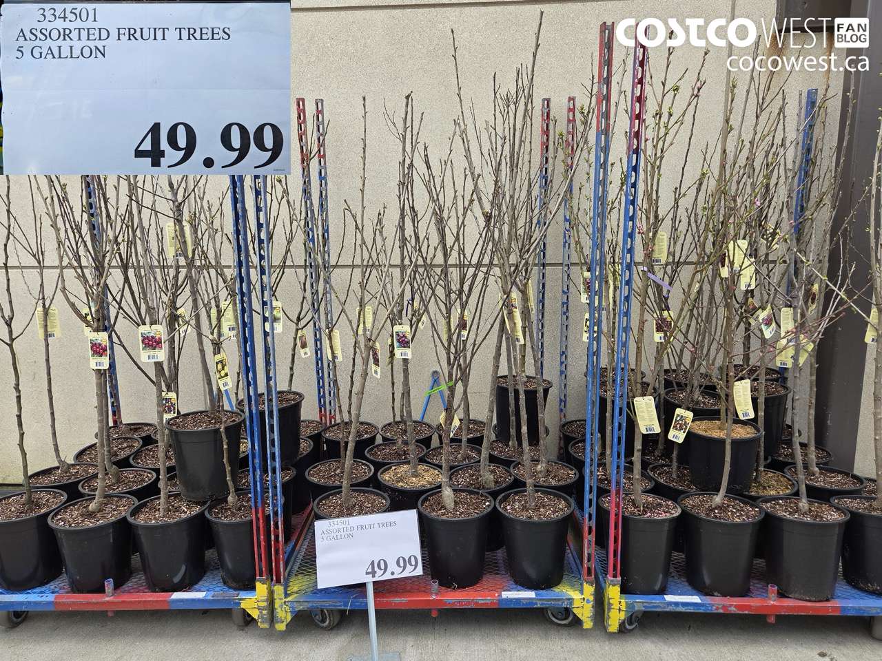 334501 ASSORTED FRUIT TREES 5 GALLON $49.99