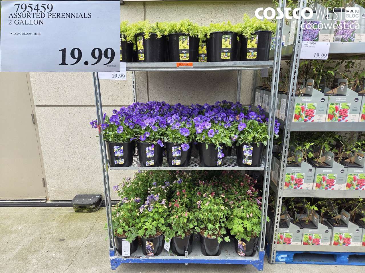 795459 ASSORTED PERENNIALS 2 GALLON $19.99