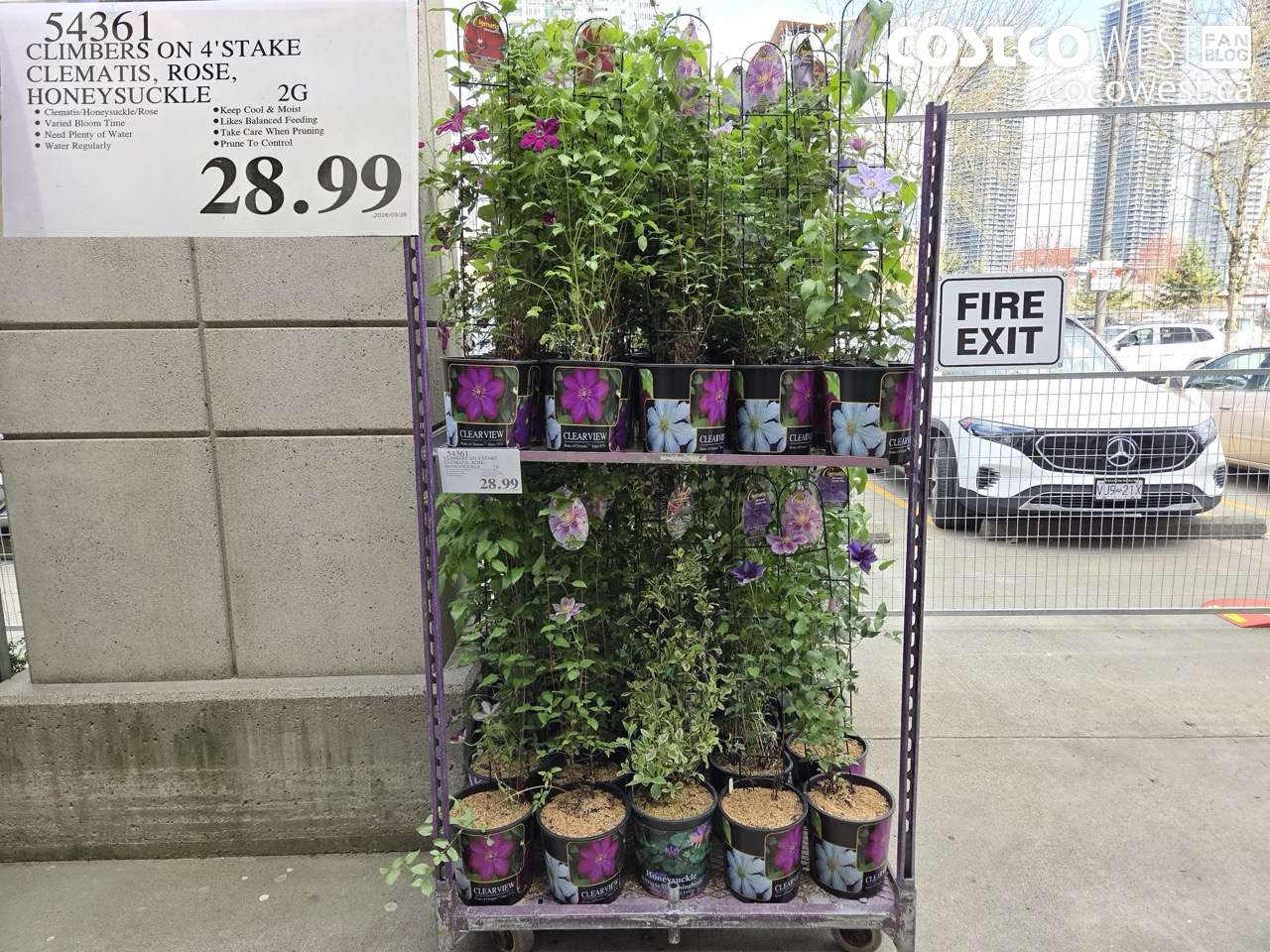 54361 CLIMBERS ON 4' STAKE CLEMATIS, ROSE, HONEYSUCKLE 2G $28.99