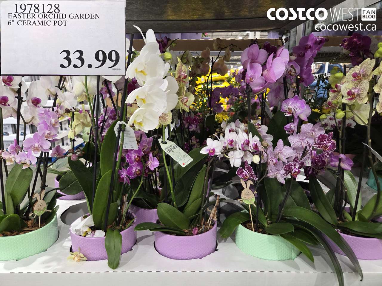 1978128 EASTER ORCHID GARDEN 6