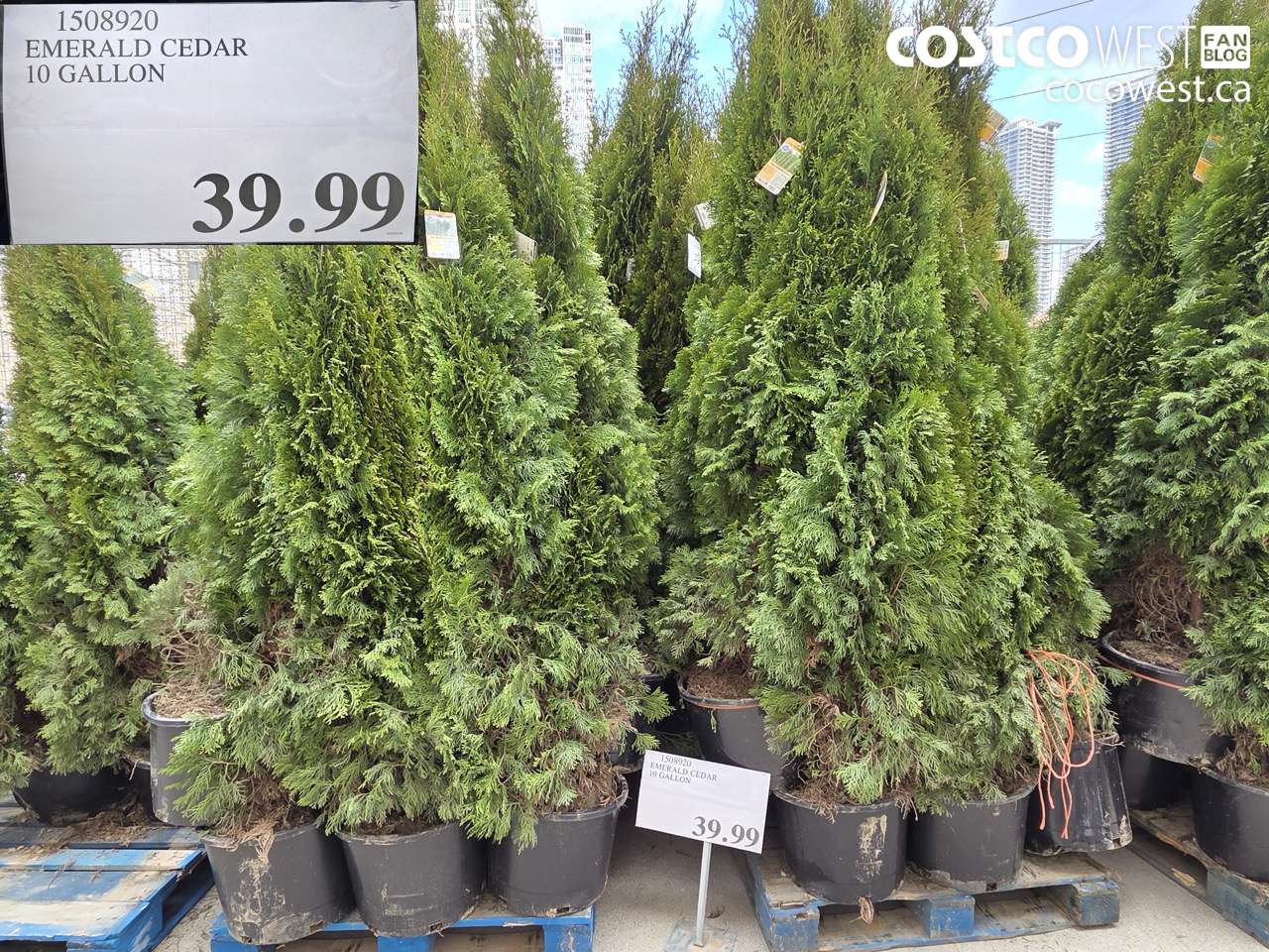 1508920 EMERALD CEDAR 10 GALLON $39.99