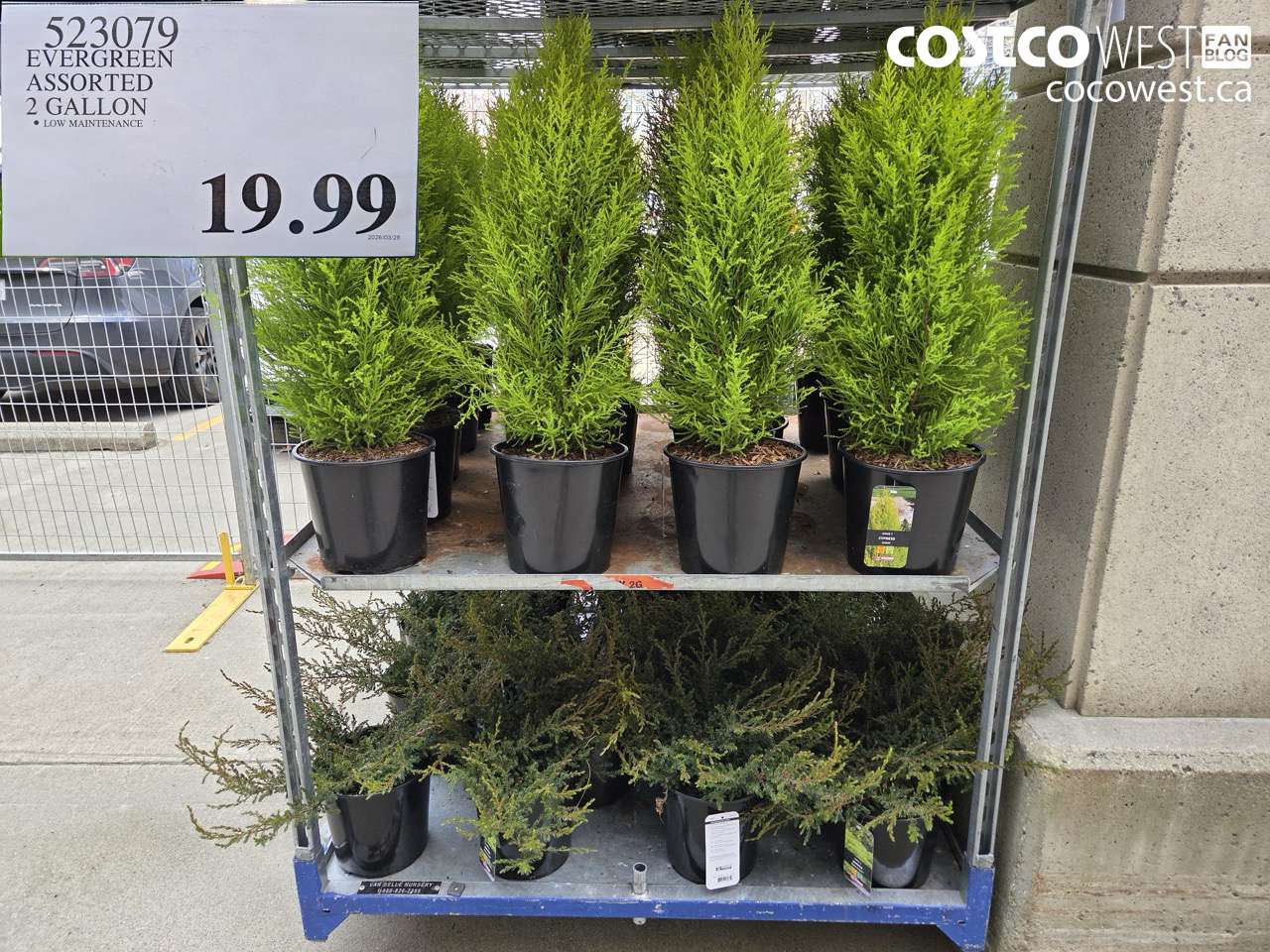 523079 EVERGREEN ASSORTED 2 GALLON $19.99