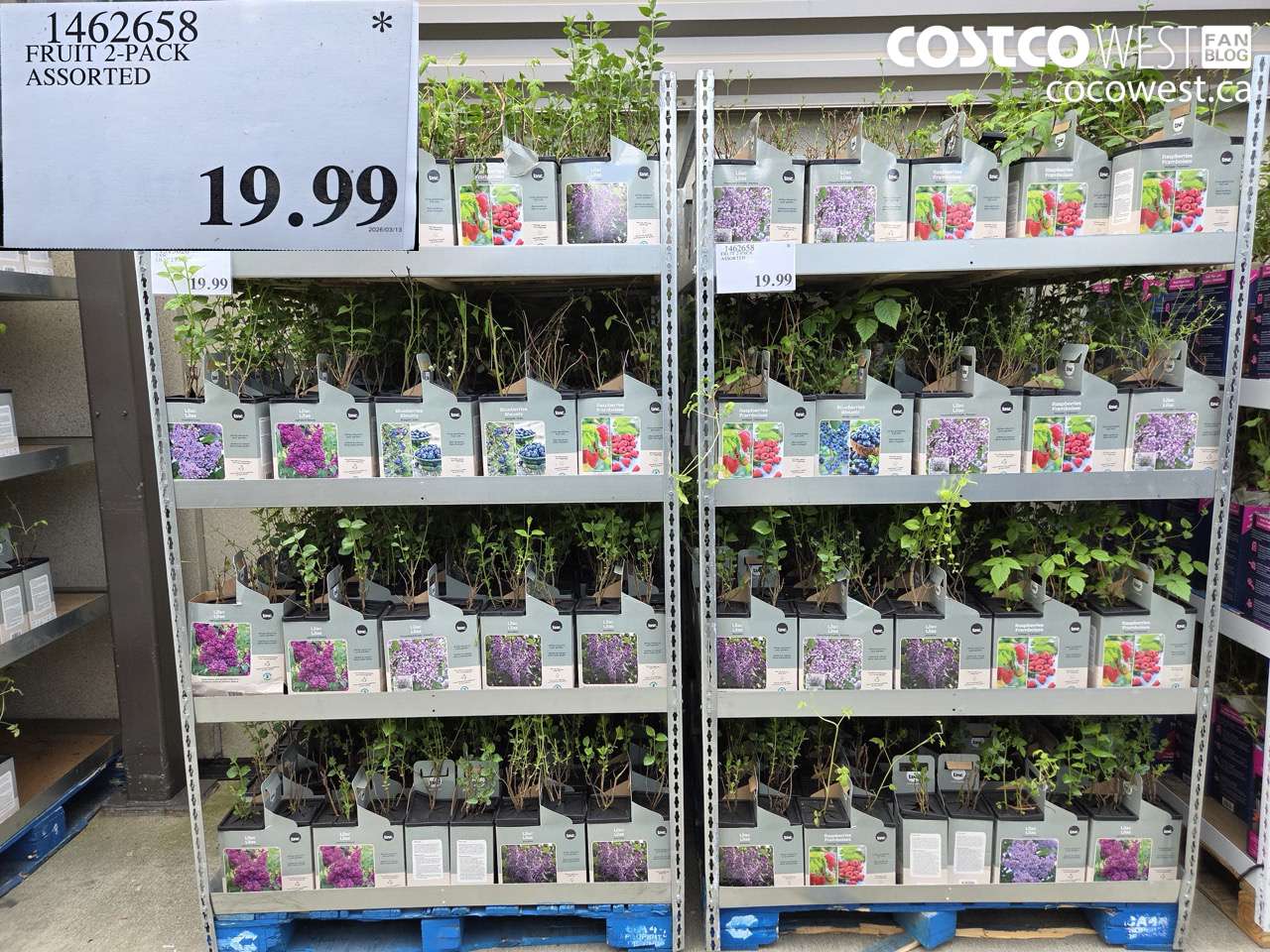 1462658 FRUIT 2-PACK ASSORTED $19.99