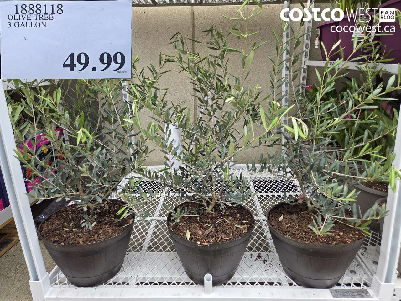 1888118 OLIVE TREE 3 GALLON $49.99
