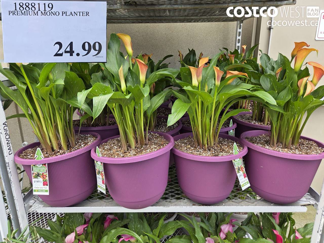 1888119 PREMIUM MONO PLANTER $24.99