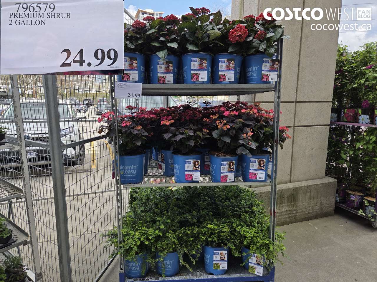 796579 PREMIUM SHRUB 2 GALLON $24.99