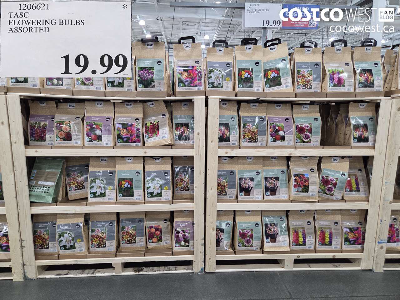 1206621 TASC FLOWERING BULBS ASSORTED $19.99