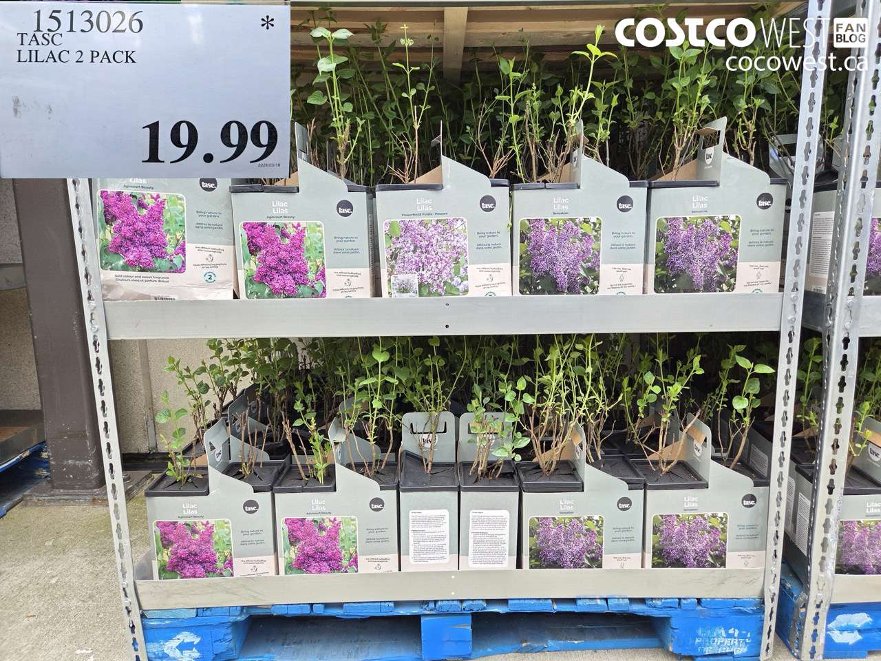 1513026 TASC LILAC 2 PACK $19.99