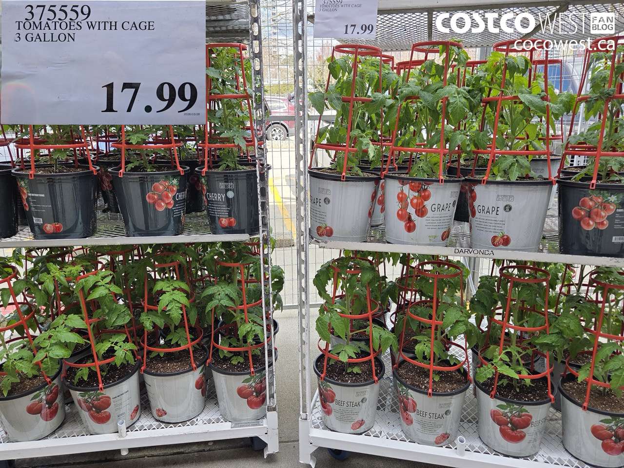375559 TOMATOES WITH CAGE 3 GALLON $17.99
