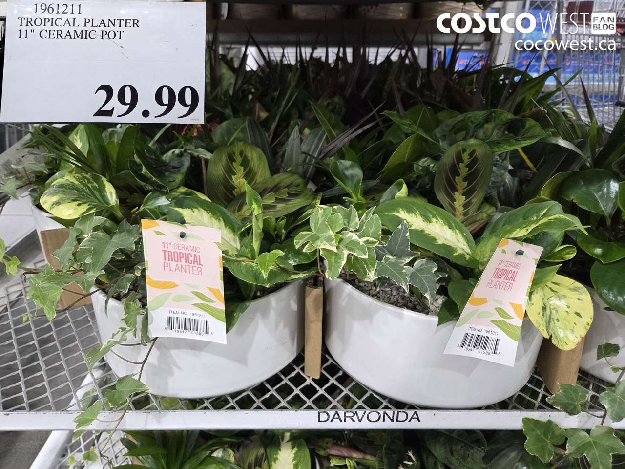 1961211 TROPICAL PLANTER 11