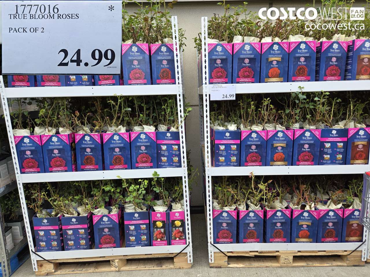 1777016 TRUE BLOOM ROSES PACK OF 2 $24.99