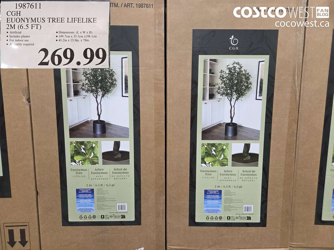 1987611 CGH EUONYMUS TREE LIFELIKE 2M (6.5 FT) $269.99