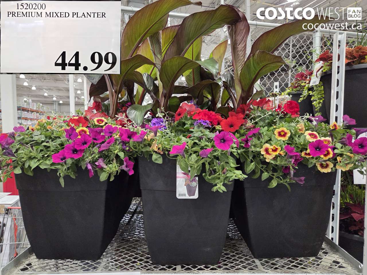 1520200 PREMIUM MIXED PLANTER $44.99