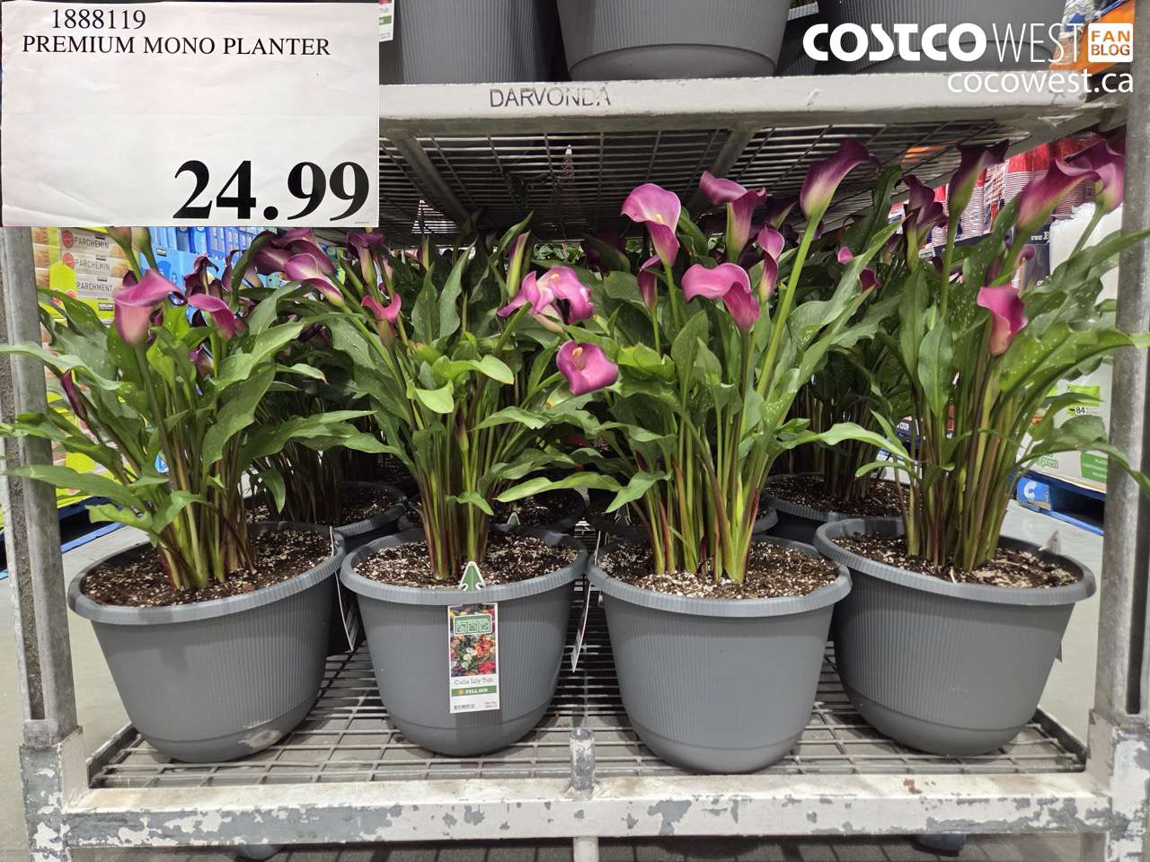 1888119 PREMIUM MONO PLANTER $24.99