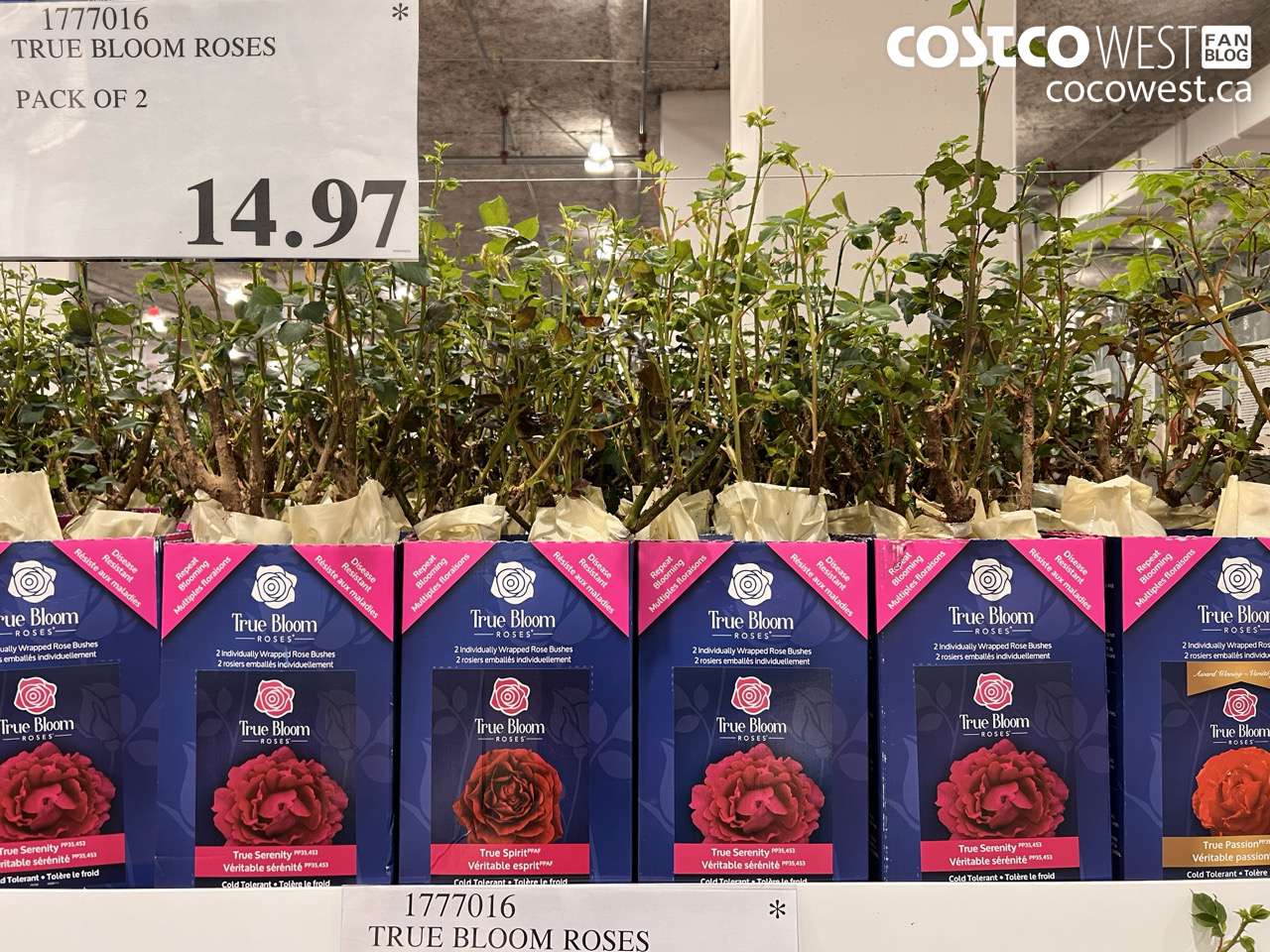 1777016 TRUE BLOOM ROSES PACK OF 2 $14.97