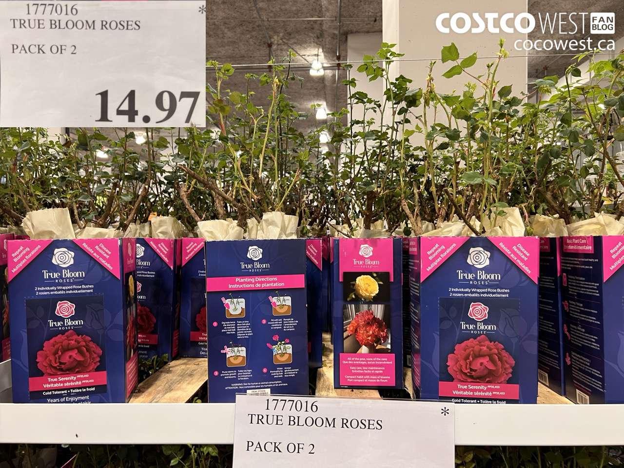 1777016 TRUE BLOOM ROSES PACK OF 2 $14.97