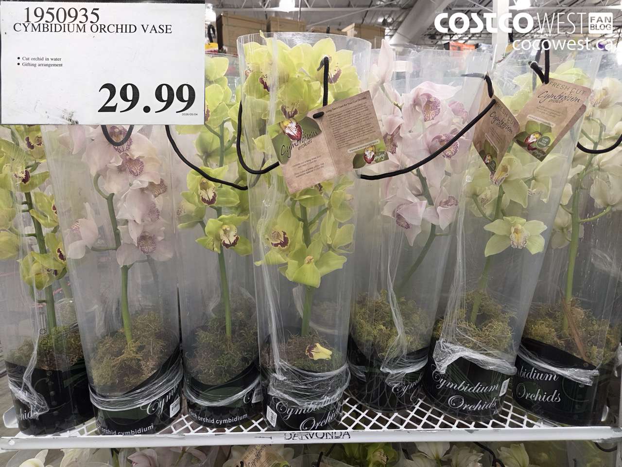 1950935 CYMBIDIUM ORCHID VASE $29.99