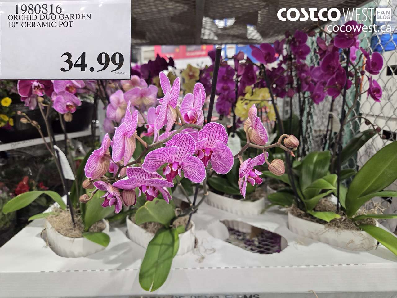 1980816 ORCHID DUO GARDEN 10