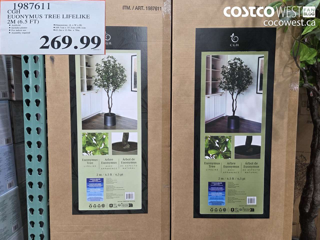 1987611 CGH EUONYMUS TREE LIFELIKE 2M (6.5 FT) $269.99