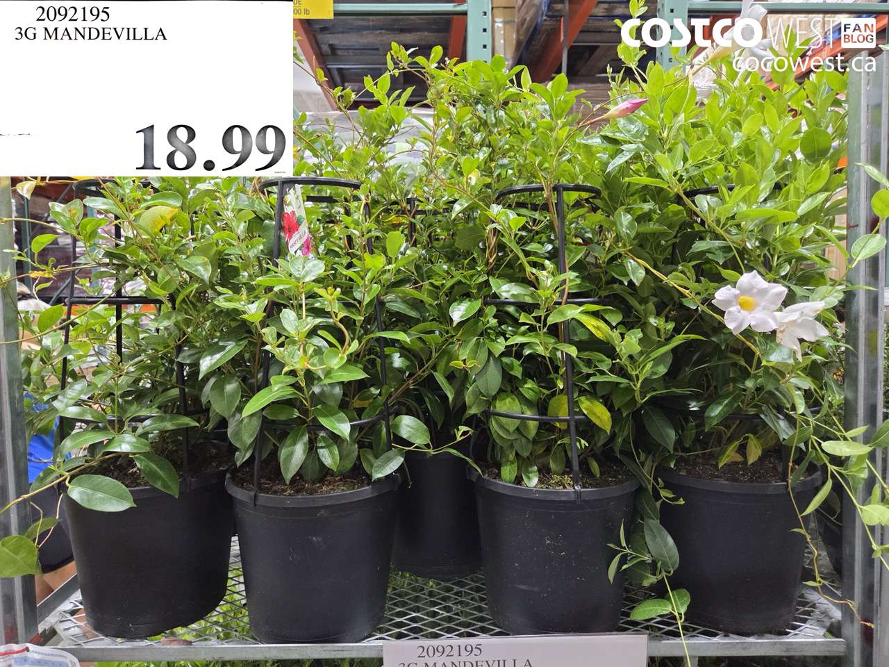 2092195 3G MANDEVILLA $18.99