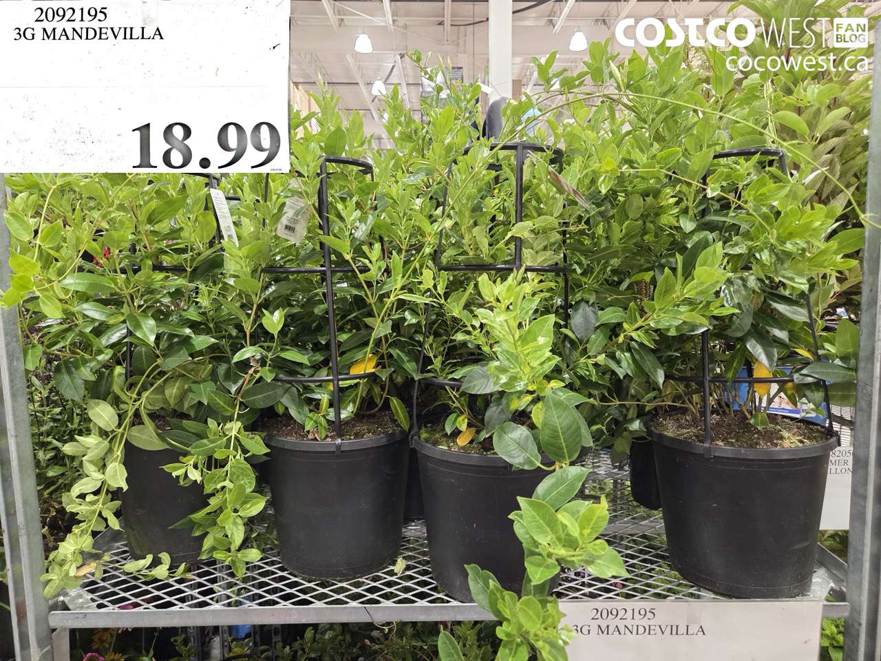 2092195 3G MANDEVILLA $18.99