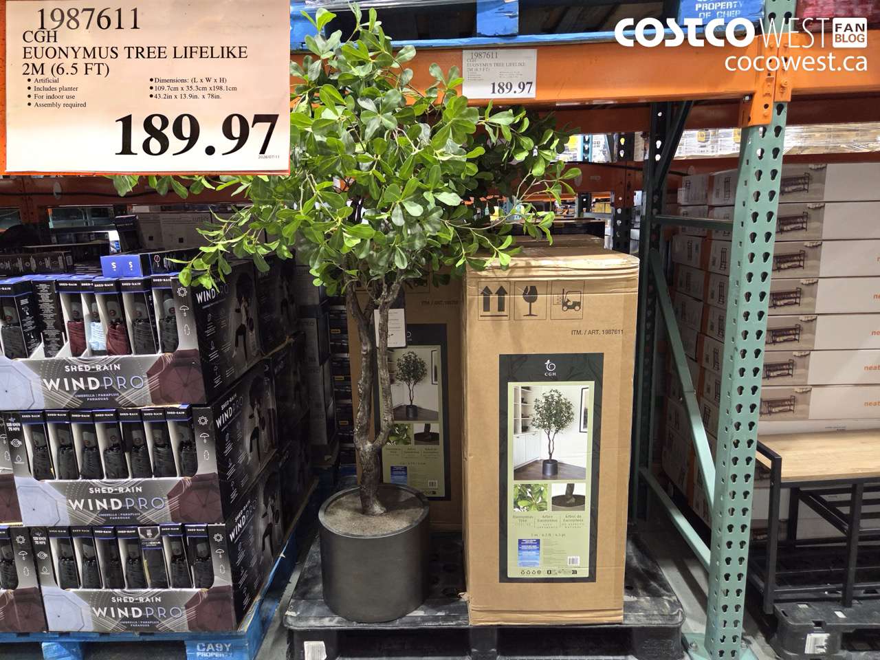 1987611 CGH EUONYMUS TREE LIFELIKE 2M (6.5 FT) $189.97