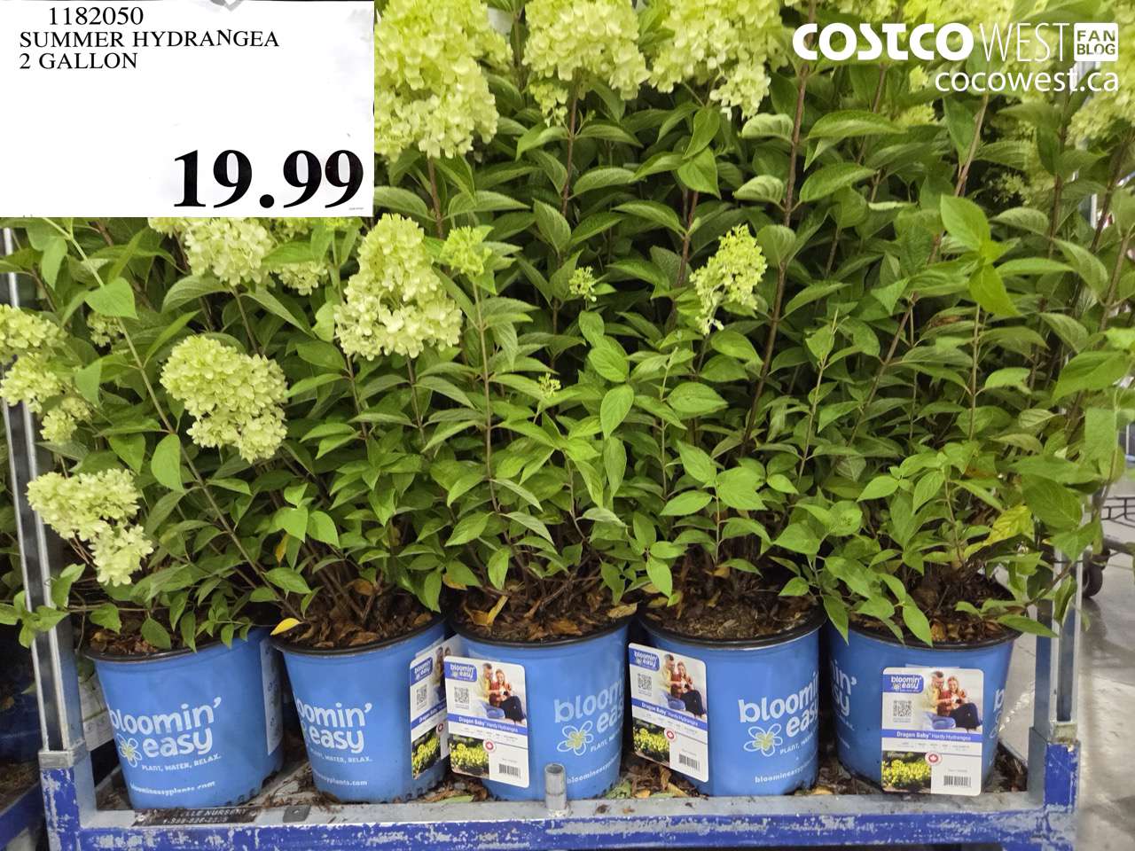 1182050 SUMMER HYDRANGEA 2 GALLON $19.99