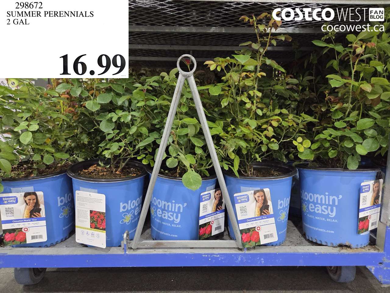 298672 SUMMER PERENNIALS 2 GAL $16.99