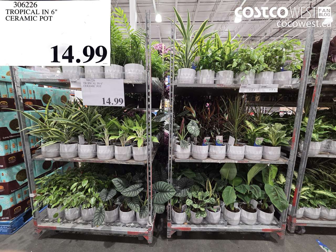 306226 TROPICAL IN 6