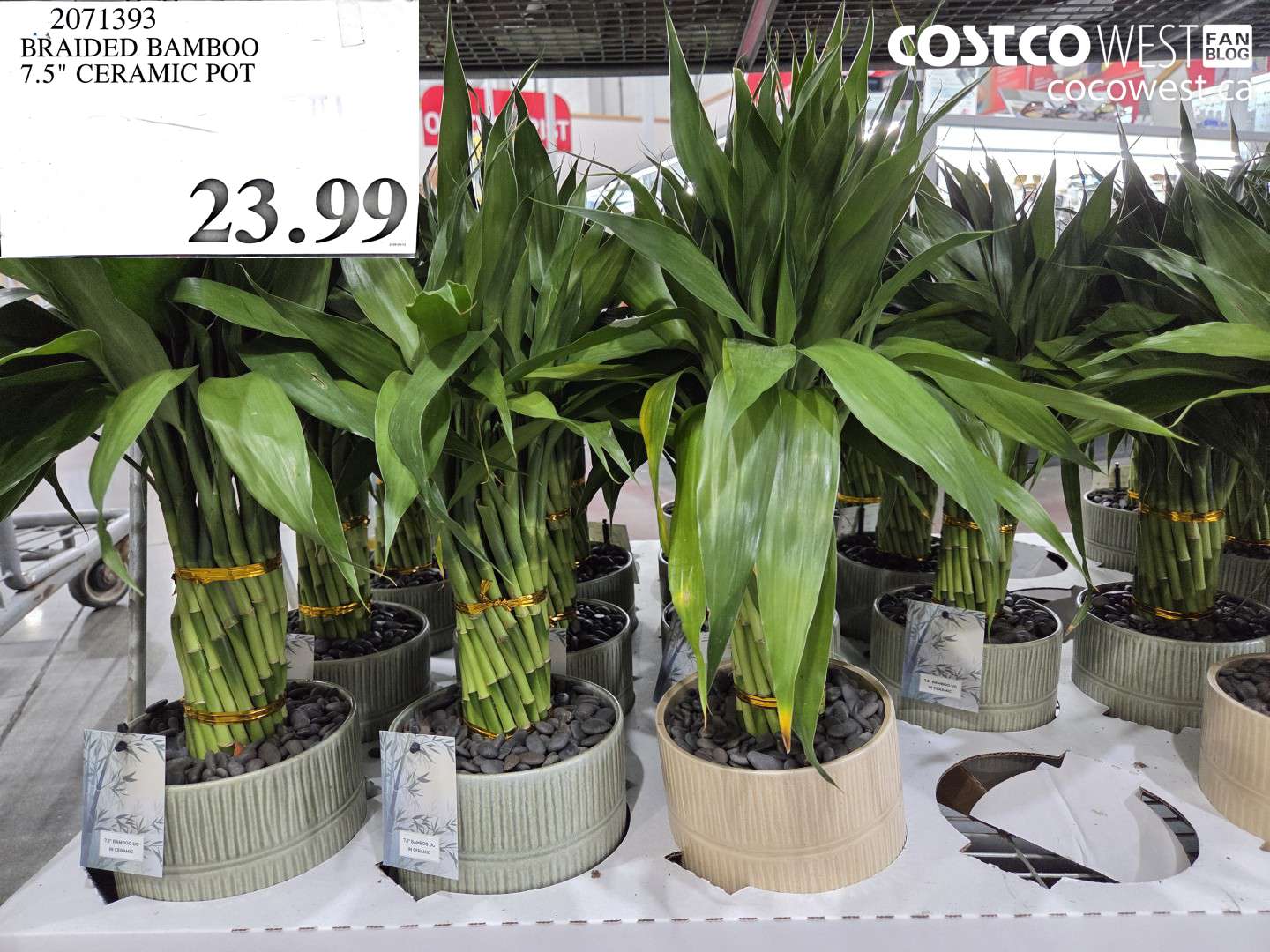 2071393 BRAIDED BAMBOO 7.5
