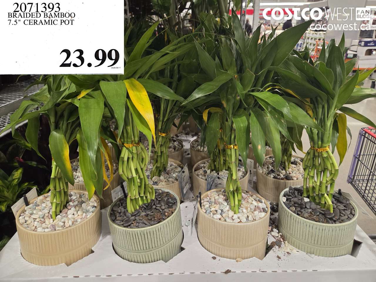 2071393 BRAIDED BAMBOO 7.5