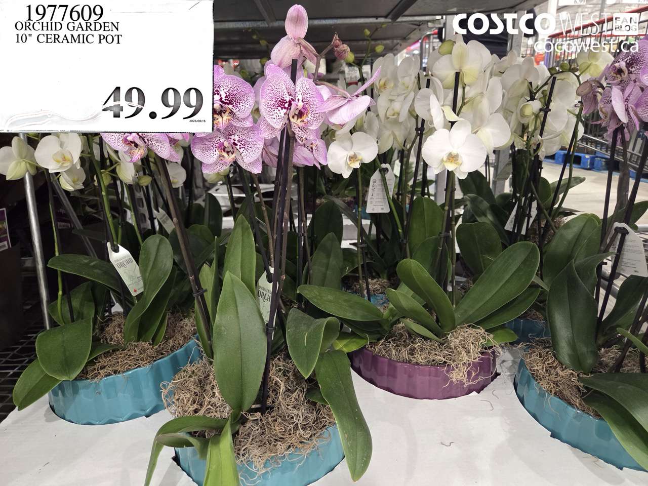 1977609 ORCHID GARDEN 10