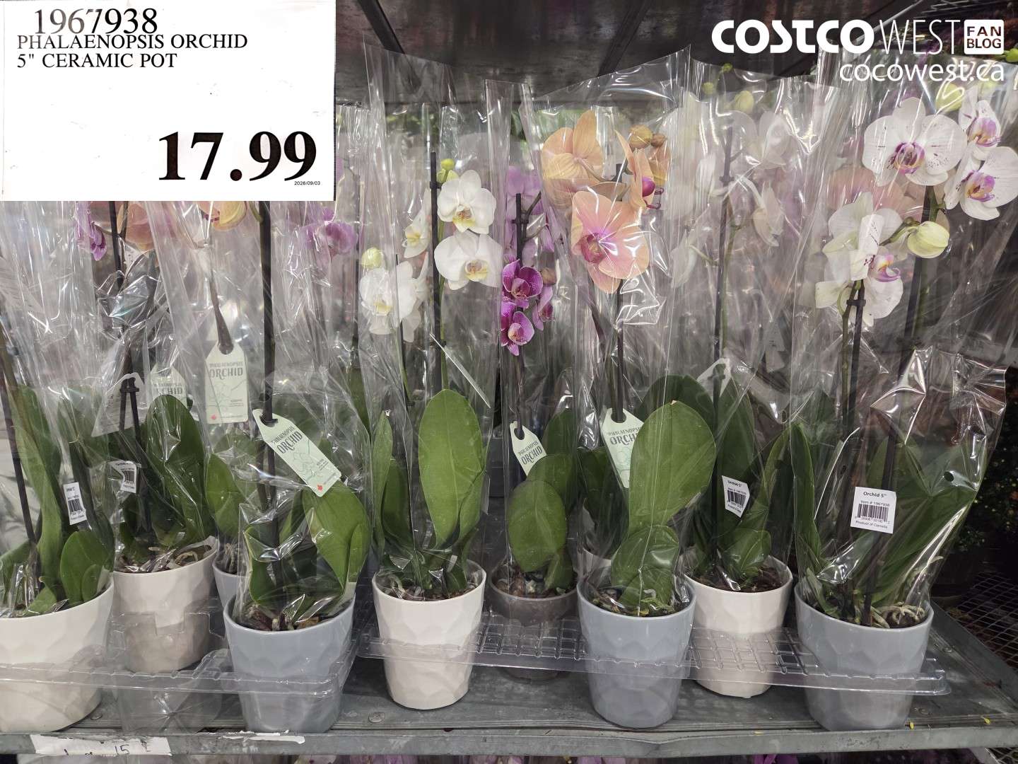 1967938 PHALAENOPSIS ORCHID 5