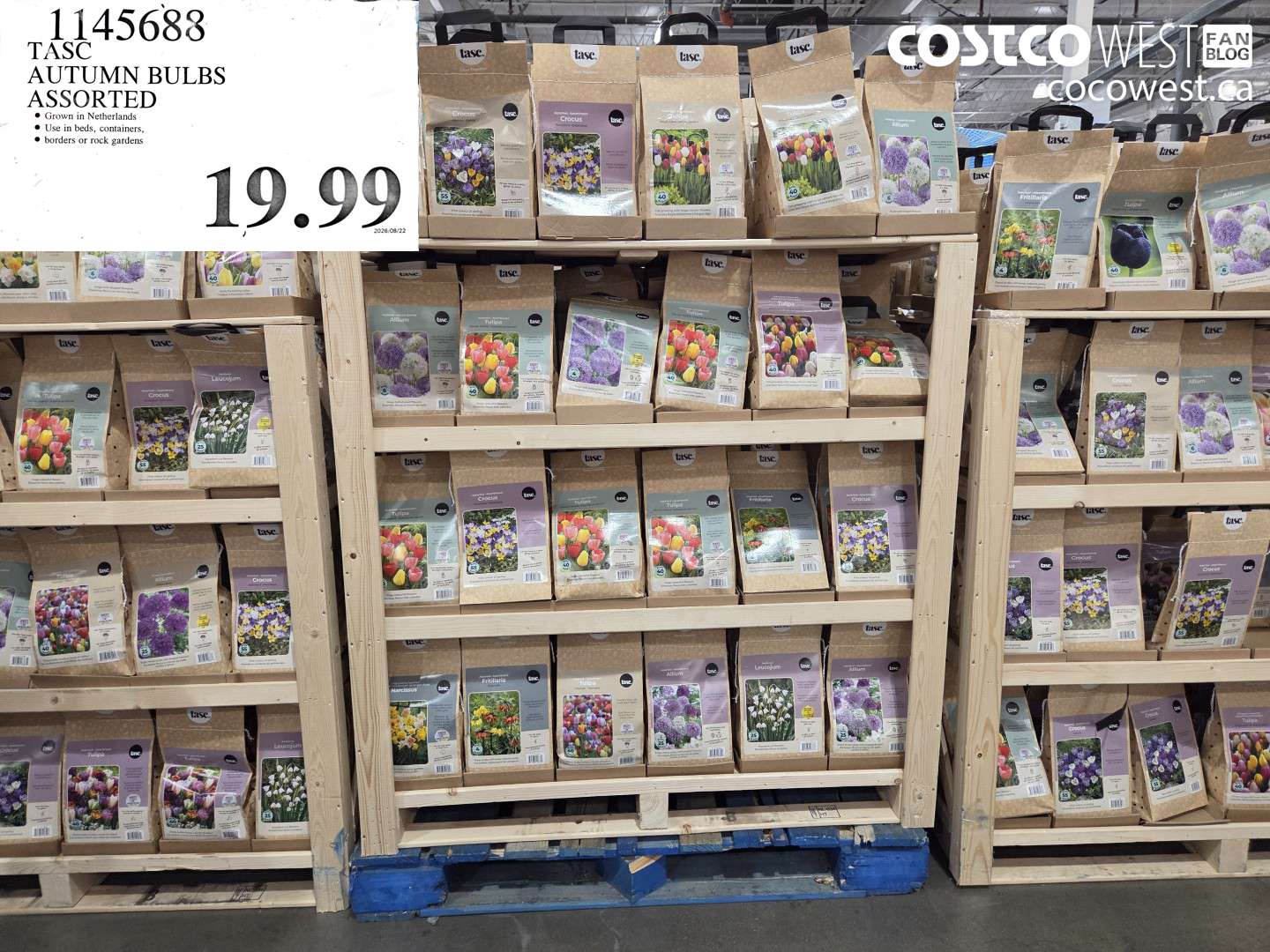 1145688 TASC AUTUMN BULBS ASSORTED $19.99