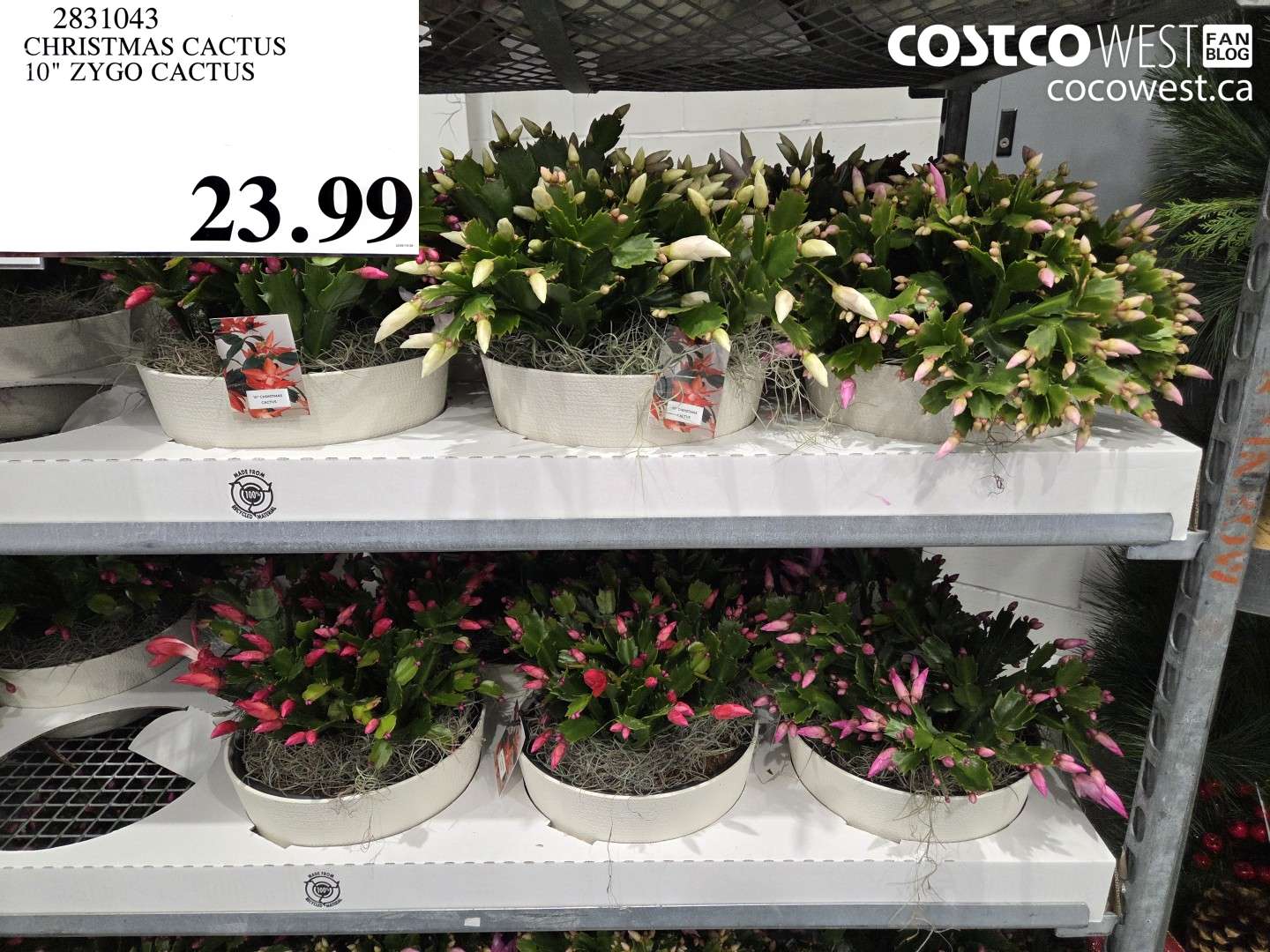 2831043 CHRISTMAS CACTUS 10