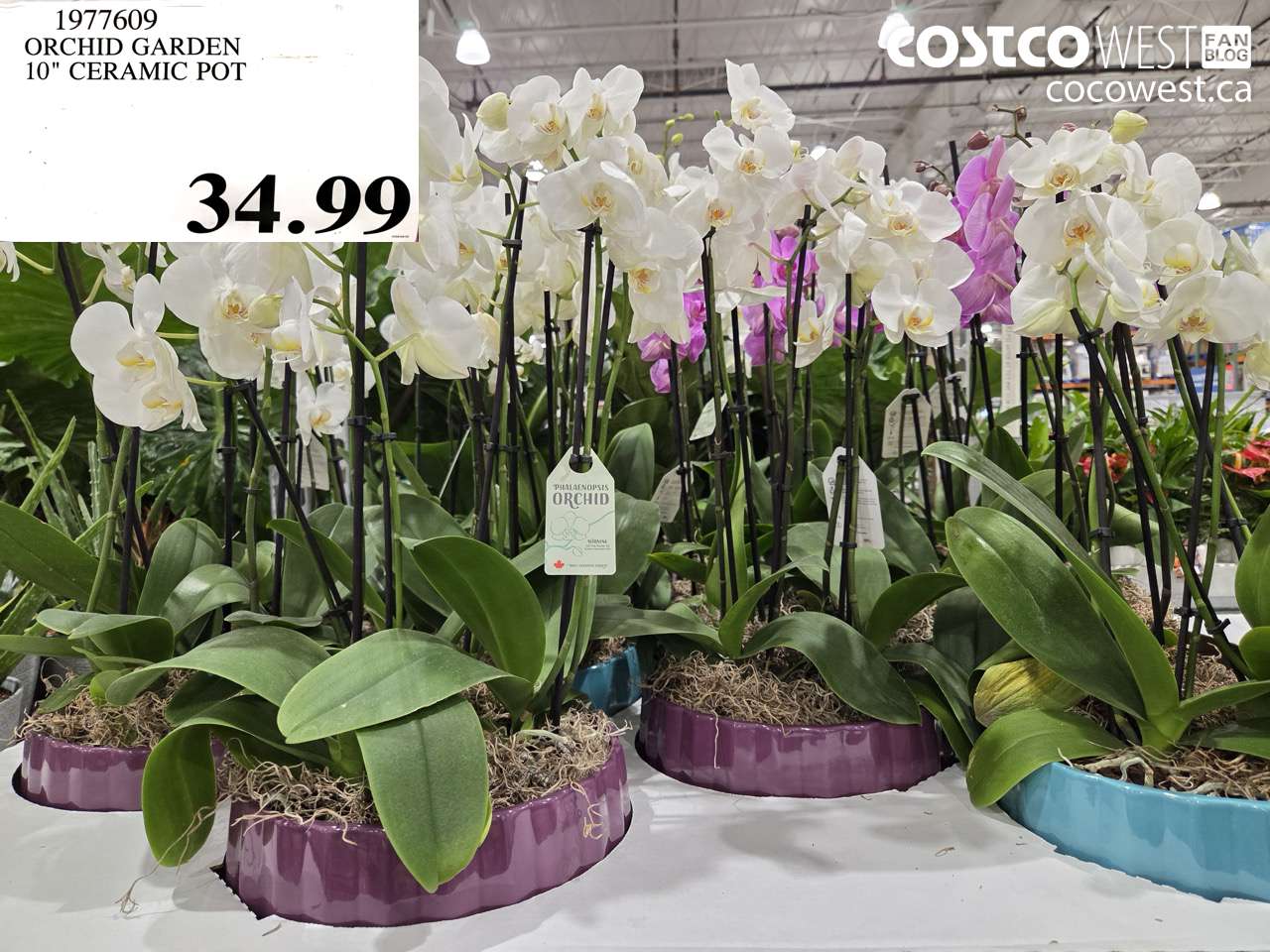 1977609 ORCHID GARDEN 10