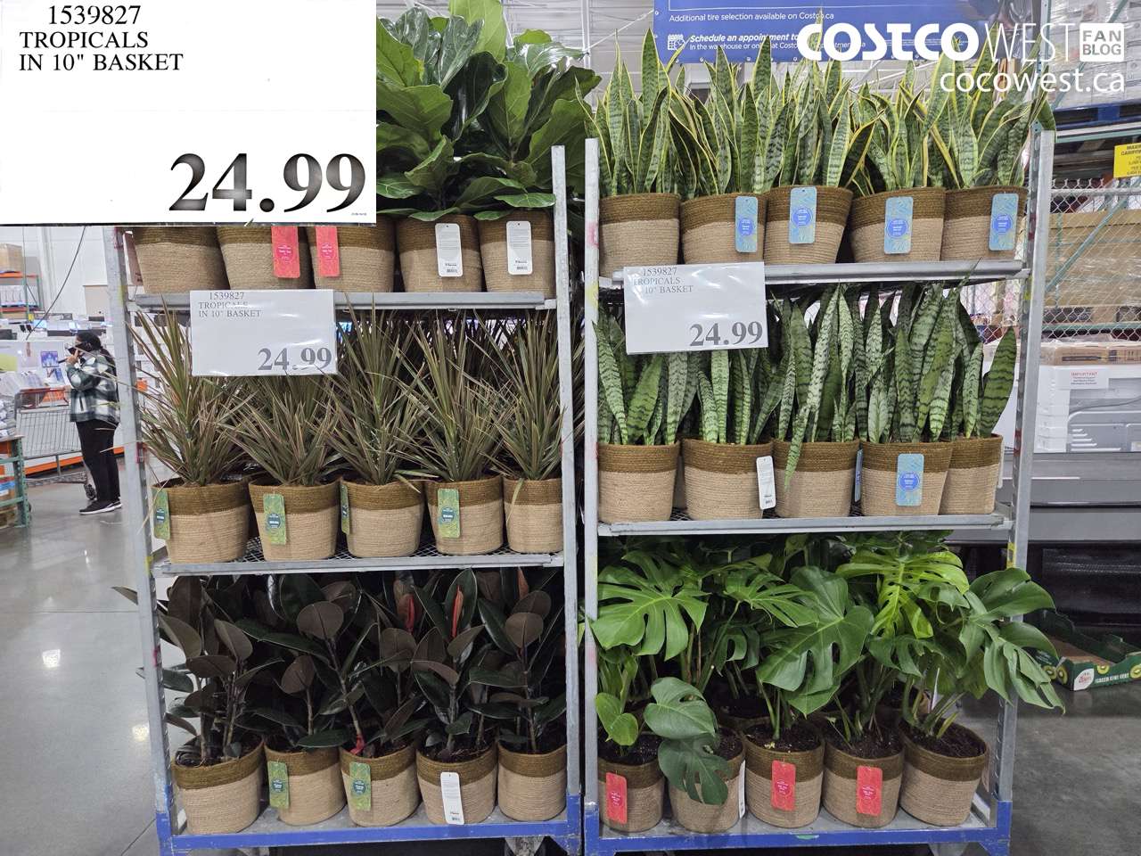 1539827 TROPICALS IN 10