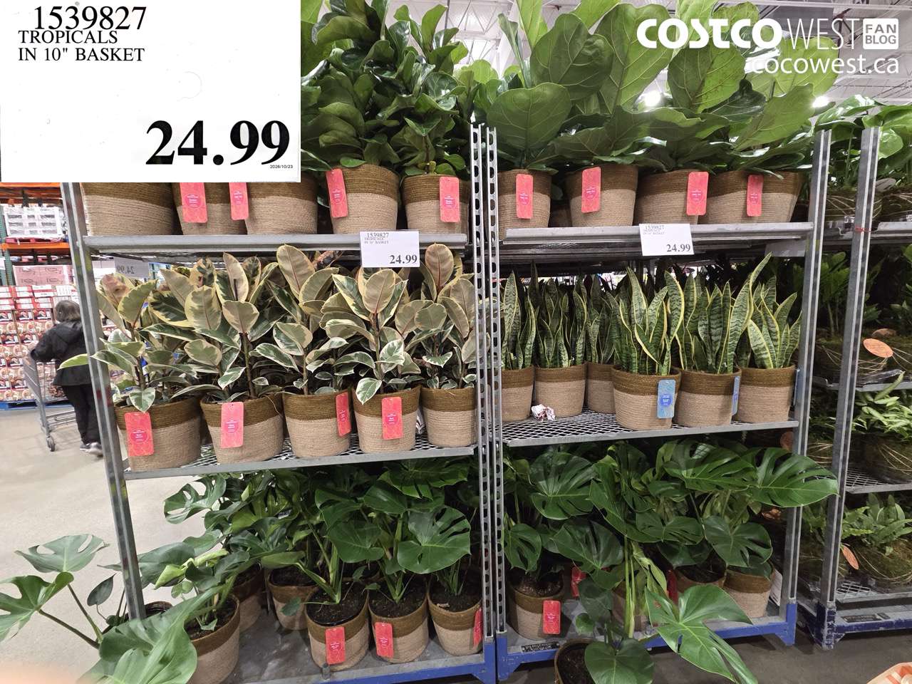 1539827 TROPICALS IN 10