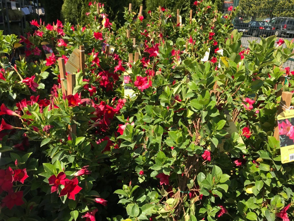 Costco Garden Centre Deals Costco West Fan Blog