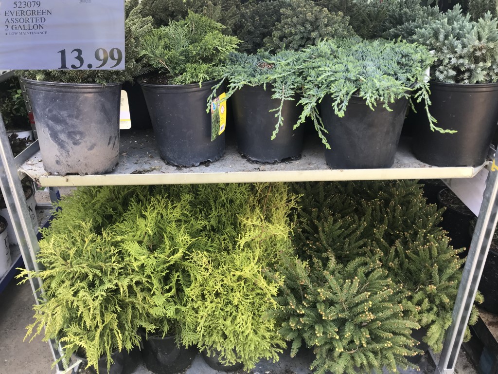 Costco Garden Centre Deals Costco West Fan Blog