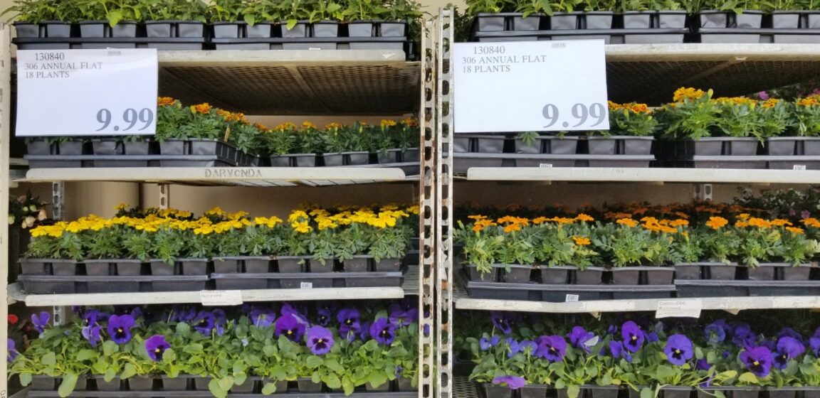 Special Post April Seasonal Garden Centre Costco West Fan Blog