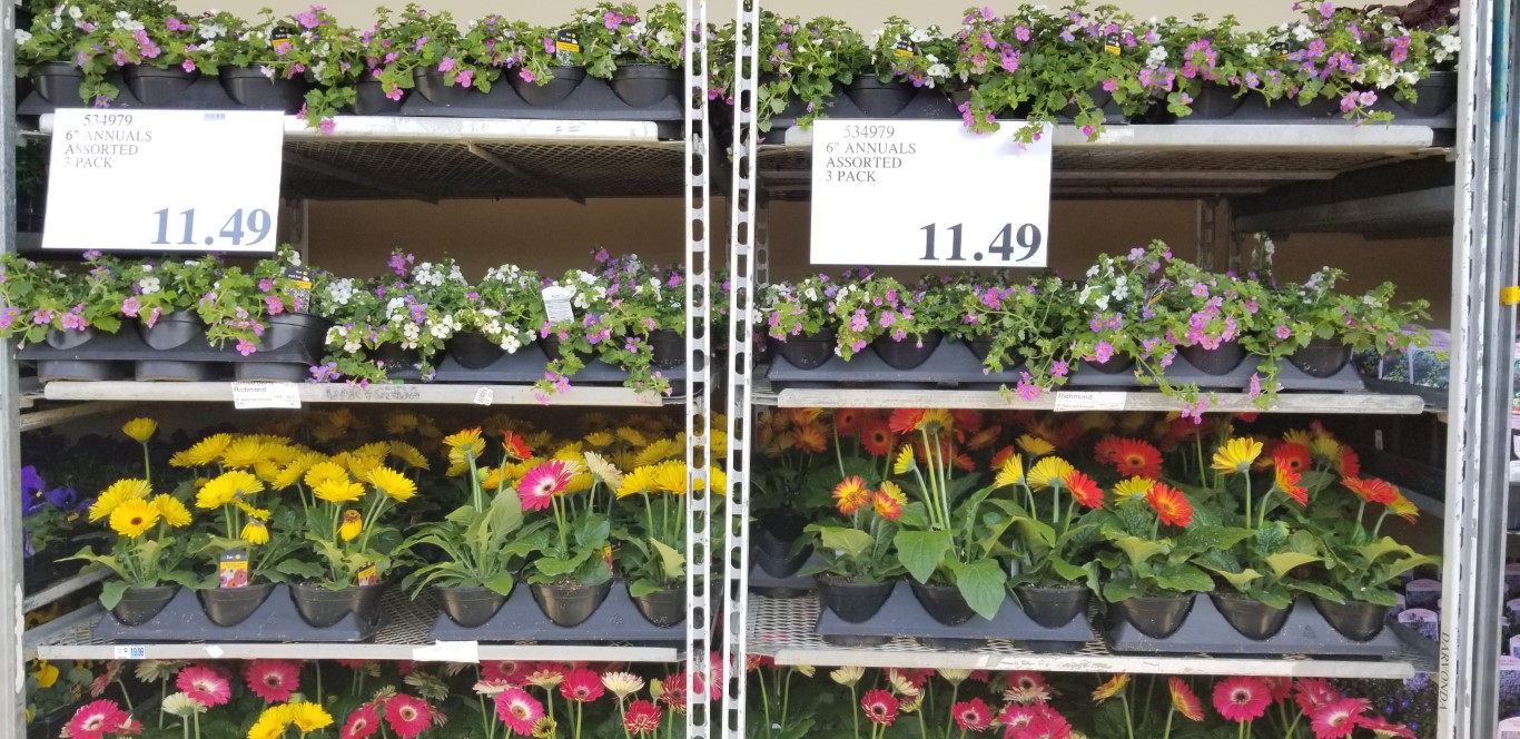 Special Post April Seasonal Garden Centre Costco West Fan Blog