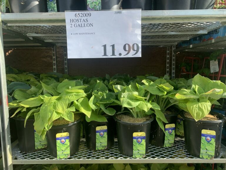 New Weekend Update & Garden Centre Open! Costco Sale Items for May 1
